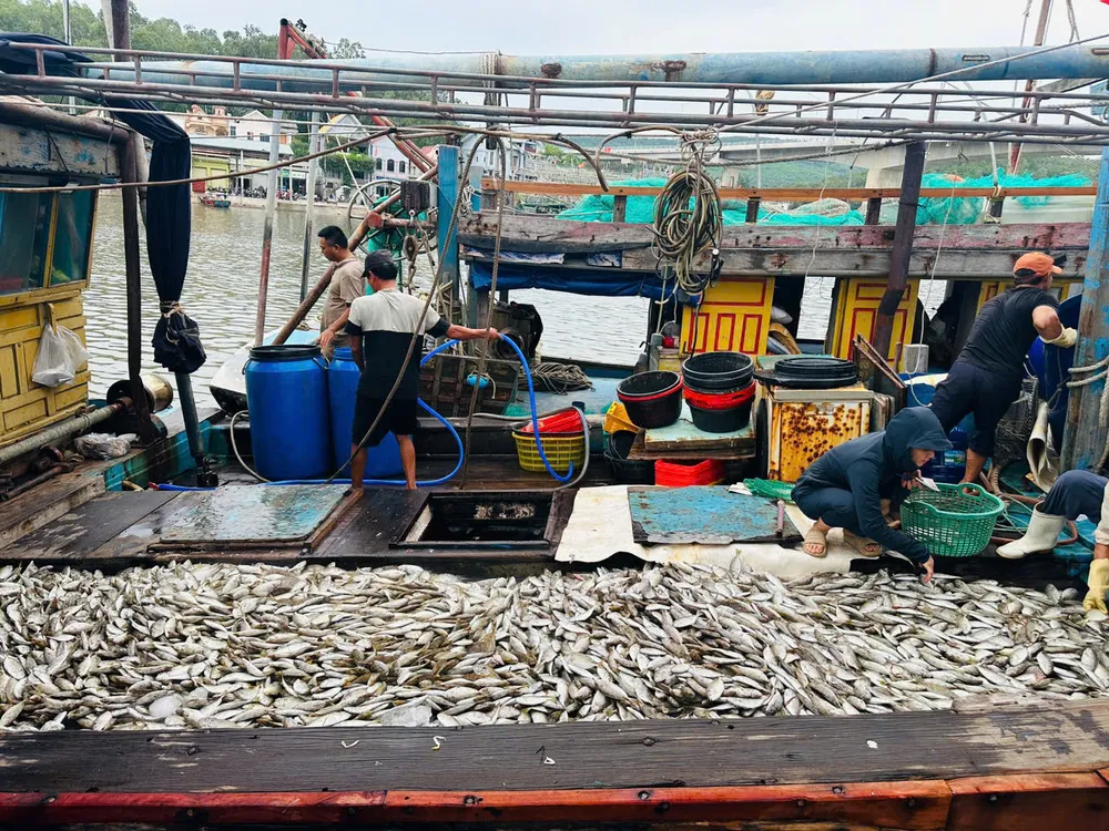 Nhờ trúng luồng cá, có chuyến ngư dân thu về 70 – 80 triệu đồng ca2.jpg