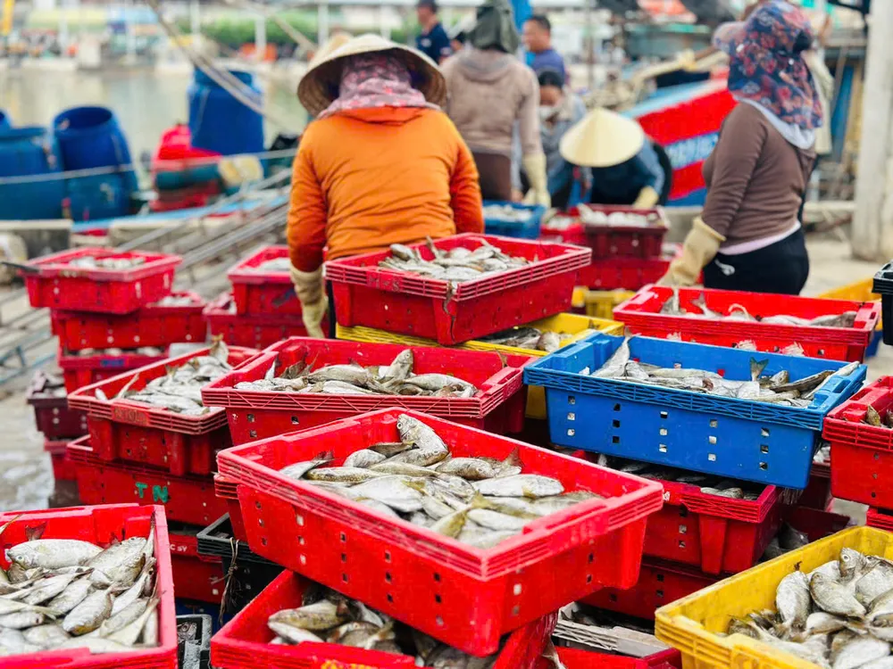 Nhiều tàu cập bến với sản lượng cá lớn, lại được thương lái thu mua ngay tại bến, giúp ngư dân có thu nhập ổn định ca4.jpg