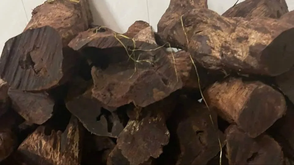 Quảng Trị chấn chỉnh tình trạng khai thác trái phép cây Mán đĩa