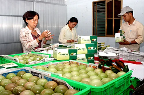 Trái vú sữa tươi vào thị trường Hoa Kỳ ảnh 1 Trái vú sữa tươi vào thị trường Hoa Kỳ ảnh 1