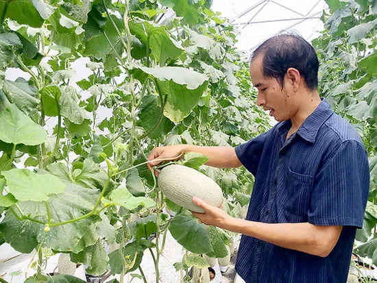Trồng dưa lưới bằng công nghệ cao ở TPHCM.
