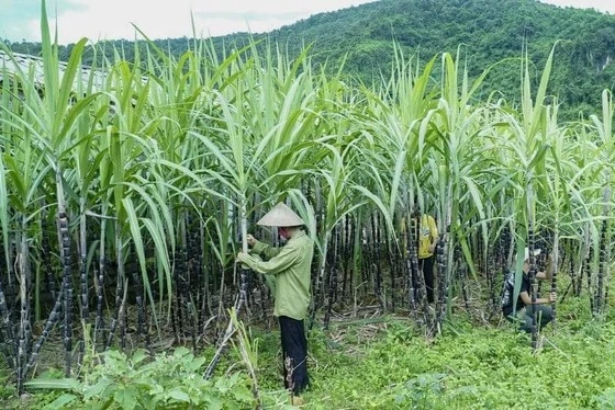 Nông dân trồng mía khó khăn vì mía giá rẻ, đường ngoại ồ ạt tràn vào do được trợ cấp và bán phá giá.