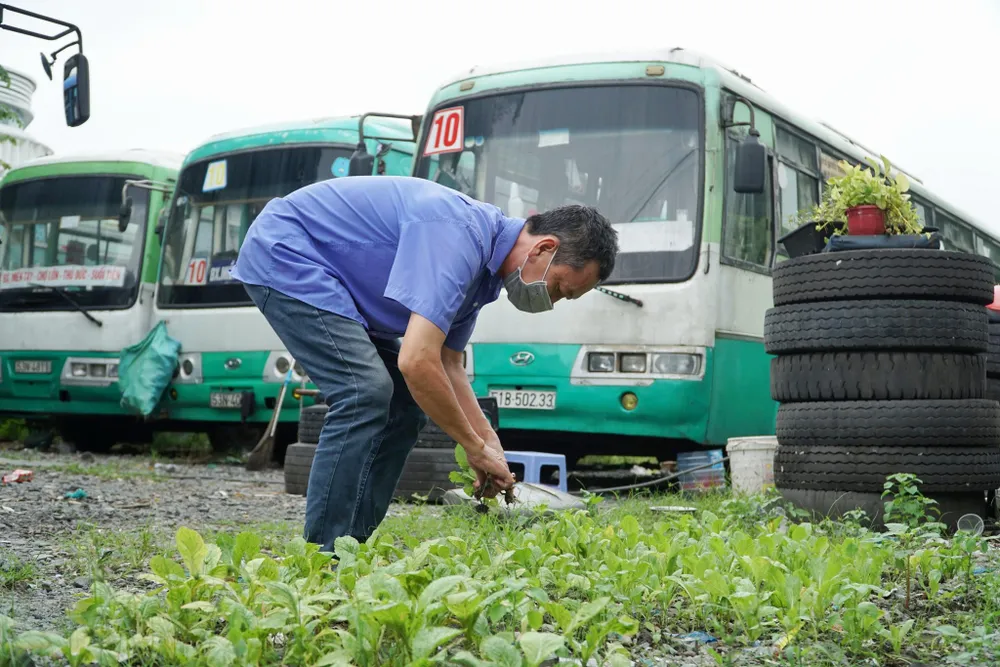 Nhiều tài xế phải trồng cải tại bến xe để có rau ăn. Ảnh: lê Hồng Hạnh Tài xế, tiếp viên không tiền ăn ngủ trên xe buýt 'nằm im' suốt mùa dịch Covid-19 - ảnh 7