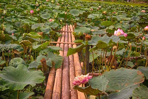 Chiêm ngưỡng khu đầm 12 loại sen quý gần Hà Nội ảnh 13 Chiêm ngưỡng khu đầm 12 loại sen quý gần Hà Nội ảnh 13