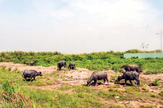 According to data of Construction Management Office in Ho Chi Minh City, 76% of real estate projects have been suspended due to the problems of mixed land, and only 24% projects cover residential land.