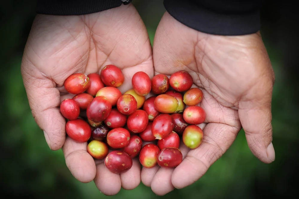 Blockchain will enable consumers to track who is involved in the cup of coffee they drink in Indonesia's Blue Korintji Coffee shop.