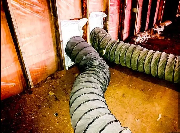 Hàng nghìn con lợn bị xông hơi đến chết vì Covid-19 ảnh 1 Hàng nghìn con lợn bị xông hơi đến chết vì Covid-19