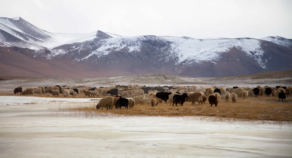 Vùng đất Ladakh bí ẩn được bao quanh bởi hai dãy núi hùng vĩ, dãy Himalaya vĩ đại và dãy Karakoram 