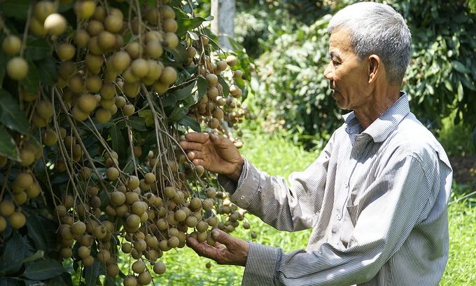 Longan orchards in Chau Thanh District, Dong Thap Province are ready for harvest. Photo by VnExpress/Ngoc Tai.