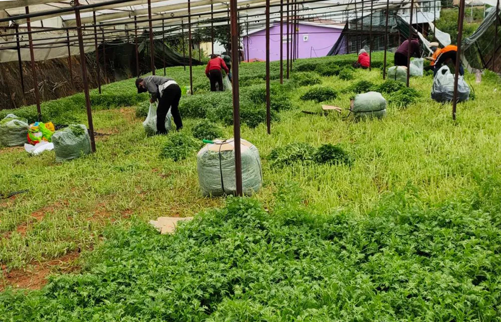 Charity groups harvest vegetables in Da Lat bound for HCMC residents hard hit by Covid-19. Photo by VnExpress/Khanh Huong. Charity groups harvest vegetables in Da Lat bound for HCMC residents hard hit by Covid-19. Photo by VnExpress/Khanh Huong.