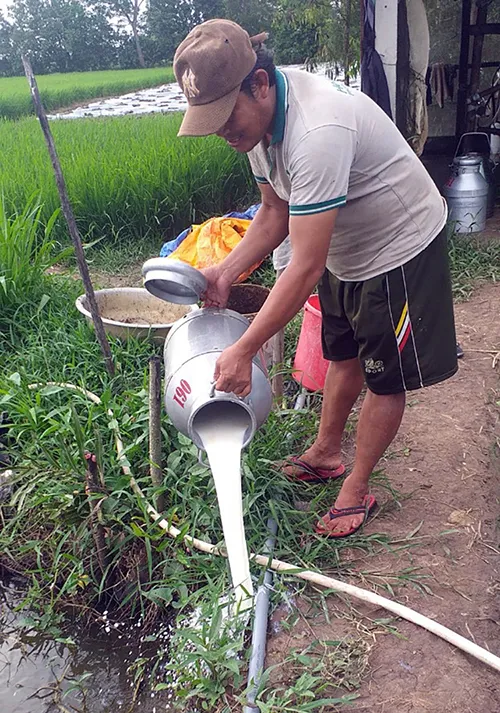 Farmer Danh Song pours milk away as he cannot sell it amid Covid-19 restrictions. Photo by VnExpress/Chau Thanh. Farmer Danh Song pours milk away as he cannot sell it amid Covid-19 restrictions. Photo by VnExpress/Chau Thanh.