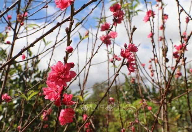 Branches of peach blossoms (File photo: VNA)