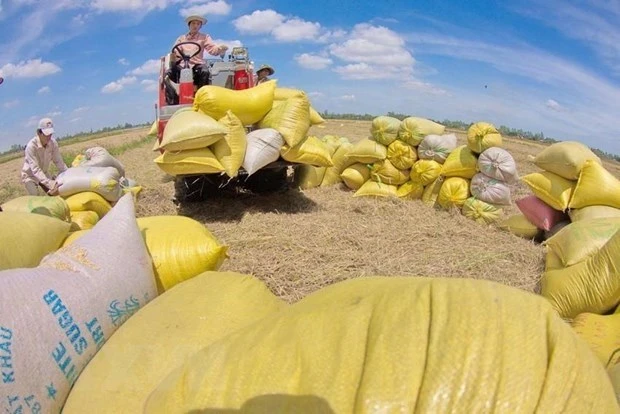 Farmers in southern province of Hau Giang harvest paddy. Experts are optimistic about rice exports as consumption is expected to exceed the rice output. (Photo: VNA)