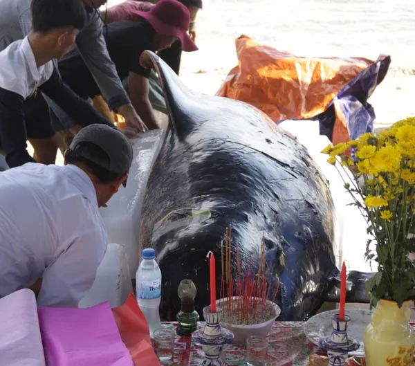 An táng cá Ông nặng 600kg lụy bờ ảnh 1 An táng cá Ông nặng 600kg lụy bờ ảnh 1