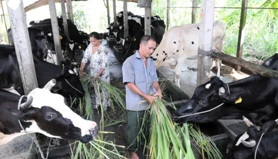 Một hộ nuôi bò sữa tại Củ Chi