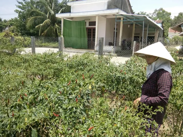 Giá ớt giảm mạnh khiến người trồng ớt thua lỗ nặng nề