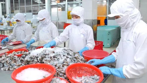 Chế biến tôm xuất khẩu tại doanh nghiệp trong nước