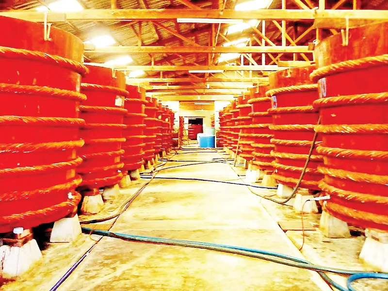 Bỏ lỡ 5 “đặc sản” hiếm có khó tìm này, coi như chưa đến Phú Quốc! ảnh 5 Bỏ lỡ 5 “đặc sản” hiếm có khó tìm này, coi như chưa đến Phú Quốc! ảnh 5