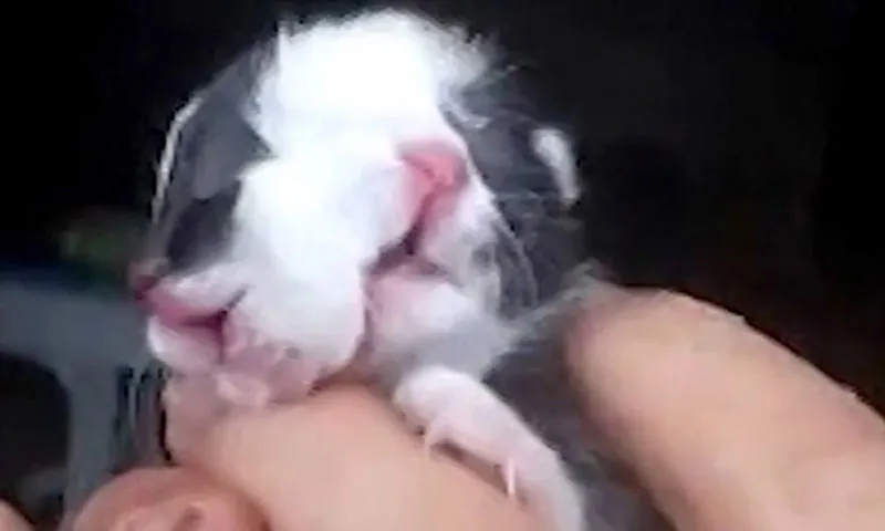Mèo 2 mặt