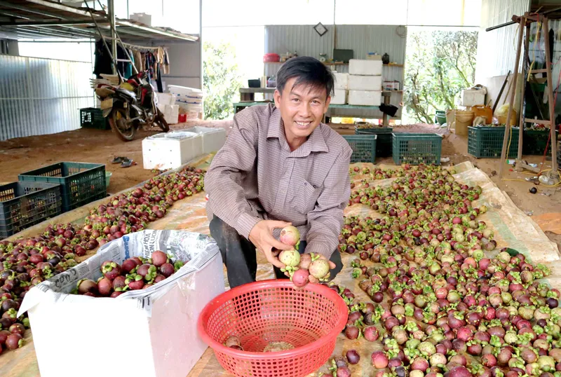 Đắk Nông phát triển cây trồng hiệu quả kinh tế cao ảnh 1 Đắk Nông phát triển cây trồng hiệu quả kinh tế cao ảnh 1