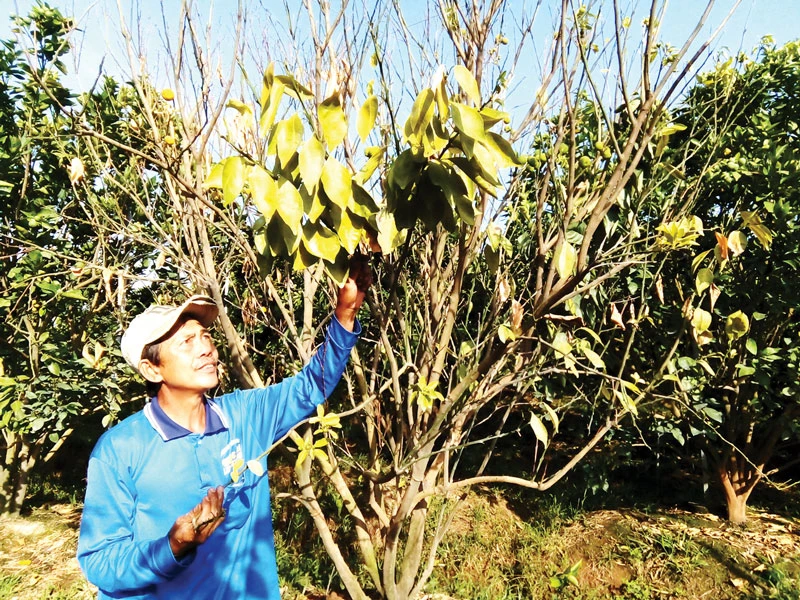 Dịch bệnh vàng lá làm cây chết tràn lan