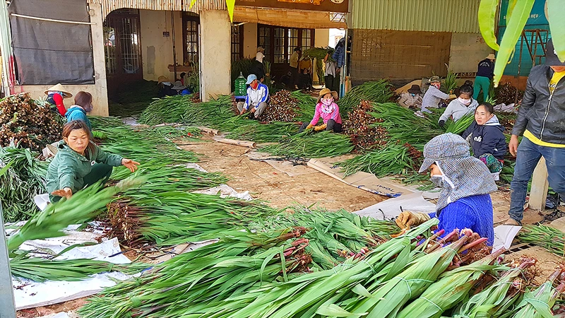 Nông dân xã Hiệp An, huyện Đức Trọng, tỉnh Lâm Đồng, thu hoạch hoa lay ơn