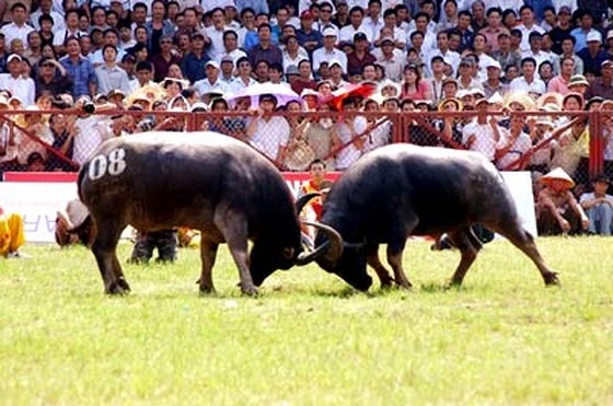 Không được bán vé, thu tiền từ hoạt động chọi trâu