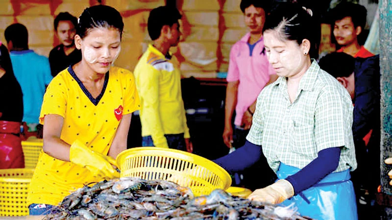 Lao động nhập cư Myanmar làm việc tại Thái Lan