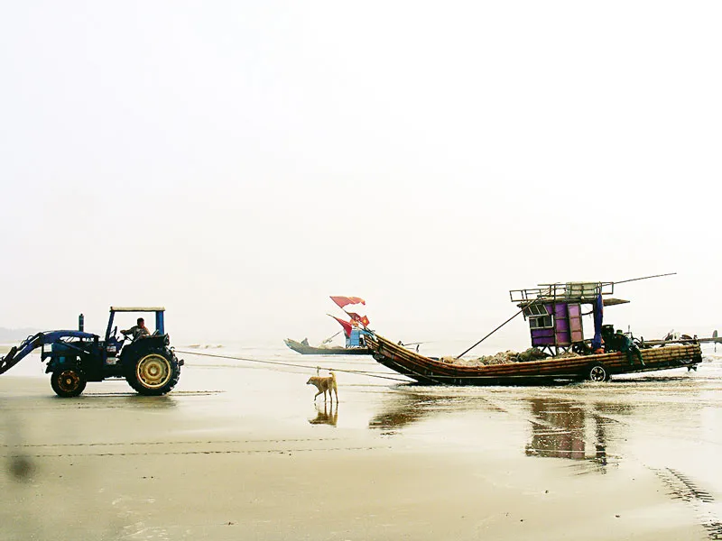 Vui mùa cá trích ảnh 2