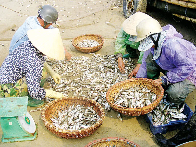 Vui mùa cá trích ảnh 6