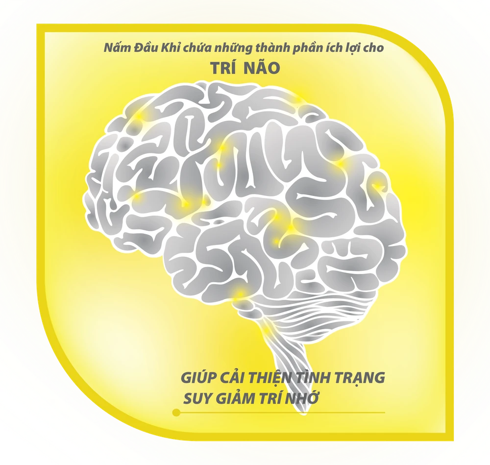 GIỚI THIỆU VỀ NẤM ĐẦU KHỈ HERICIUM & YẾU TỐ TĂNG TRƯỞNG THẦN KINH NGF ảnh 2 GIỚI THIỆU VỀ NẤM ĐẦU KHỈ HERICIUM & YẾU TỐ TĂNG TRƯỞNG THẦN KINH NGF ảnh 2