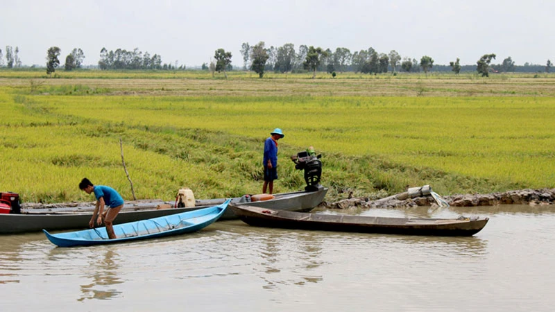 Nông dân Long An gia cố đê bao bảo vệ lúa hè thu Ảnh: KIẾN VĂN