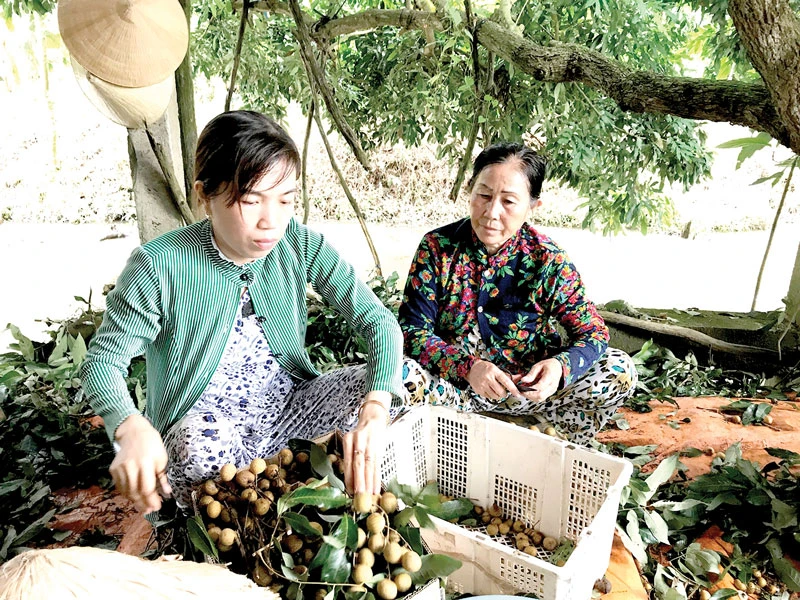 Sản phẩm đặc trưng nhãn Châu Thành, Đồng Tháp Ảnh: THANH HẢI