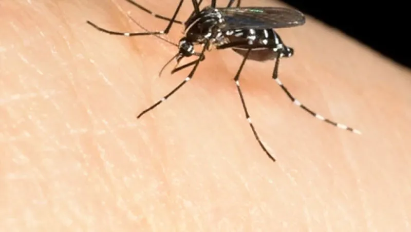 Virus Tây sông Nile bùng phát tại Italy, Hy Lạp
