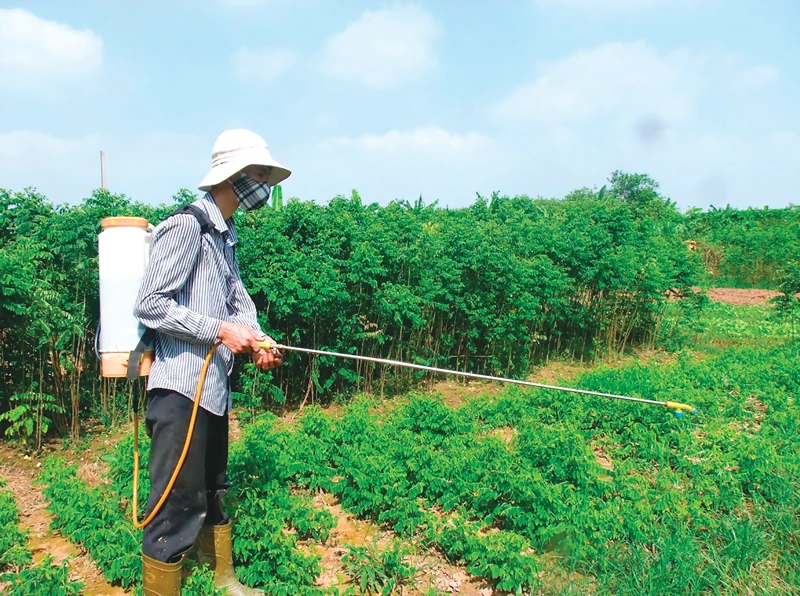 Nhiều nơi, nông dân vẫn sử dụng các loại thuốc diệt cỏ đe dọa sức khỏe con người