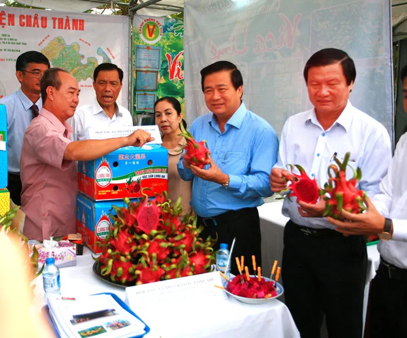 Đóng gói và chế biến thanh long xuất khẩu - thế mạnh của tỉnh Long An