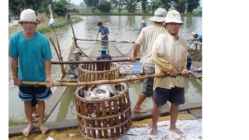 Ngành cá tra đối diện thách thức mới 