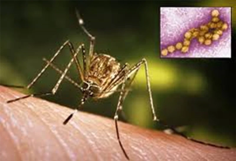 Virus nguy hiểm tái xuất ở châu Âu