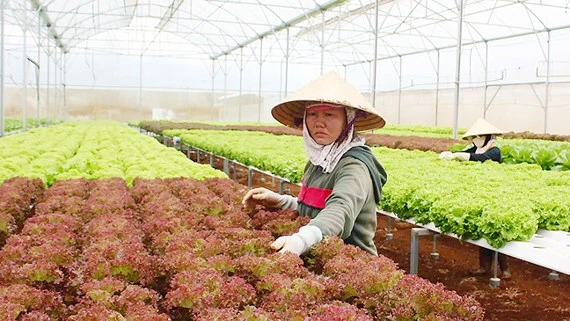 Người dân phải được dùng nông sản sạch ảnh 2 Người dân phải được dùng nông sản sạch ảnh 2