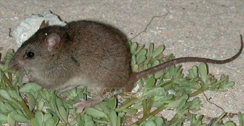 Loài gặm nhấm Bramble Cay melomys. Ảnh: RT/TTXVN