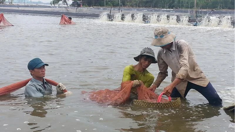 Nuôi tôm tại huyện Cần Giờ Ảnh: THÀNH TRÍ