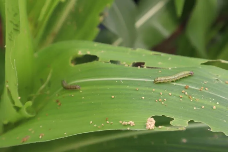 Sâu keo đang gây hại cây bắp