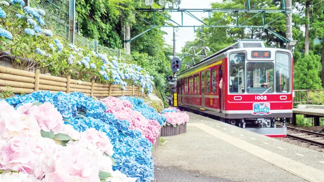 Hoa Ajisai vùng Hakone, Nhật Bản