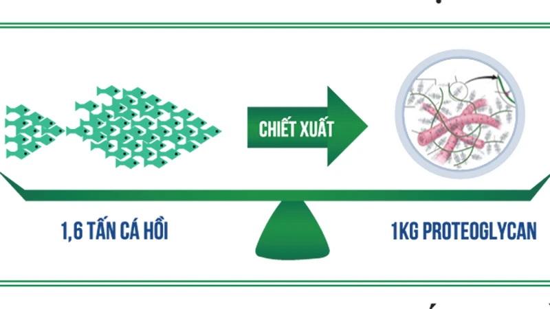 Hoạt chất từ sụn cá hồi Nhật Bản - Giải pháp đột phá cho người bệnh thoái hóa khớp