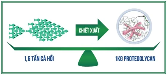 Hoạt chất từ sụn cá hồi Nhật Bản - Giải pháp đột phá cho người bệnh thoái hóa khớp