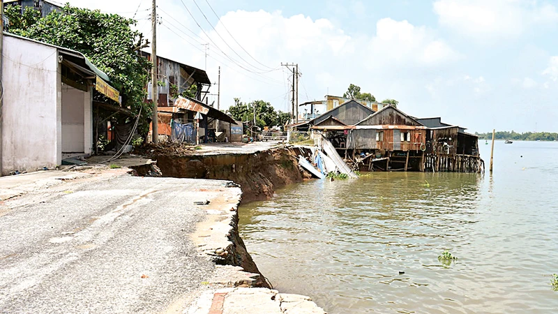 Chưa có chỗ ở, người dân quay về khu vực sạt lở ở Mỹ Hội Đông (Chợ Mới, An Giang) bất chấp nguy hiểm. Ảnh: ĐÔNG XUYÊN