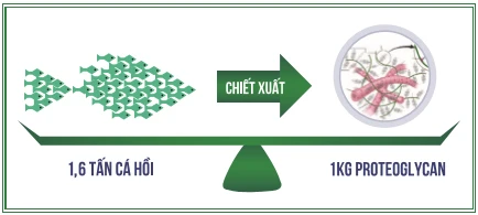 Hoạt chất từ sụn cá hồi Nhật Bản - Giải pháp đột phá cho người bệnh thoái hóa khớp