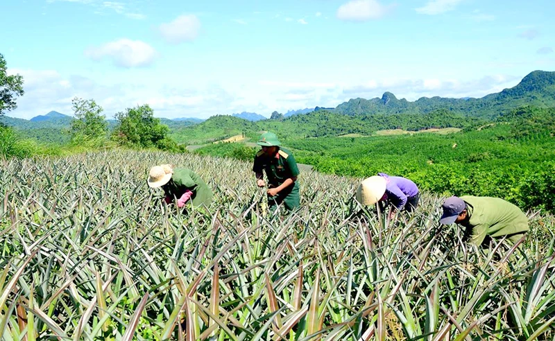 Bộ đội giúp dân bản trồng dứa năng suất cao