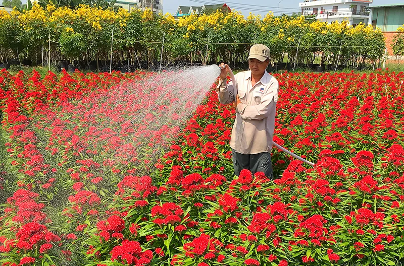 Hàng tết nhiều và đa dạng ảnh 2 Hàng tết nhiều và đa dạng ảnh 2