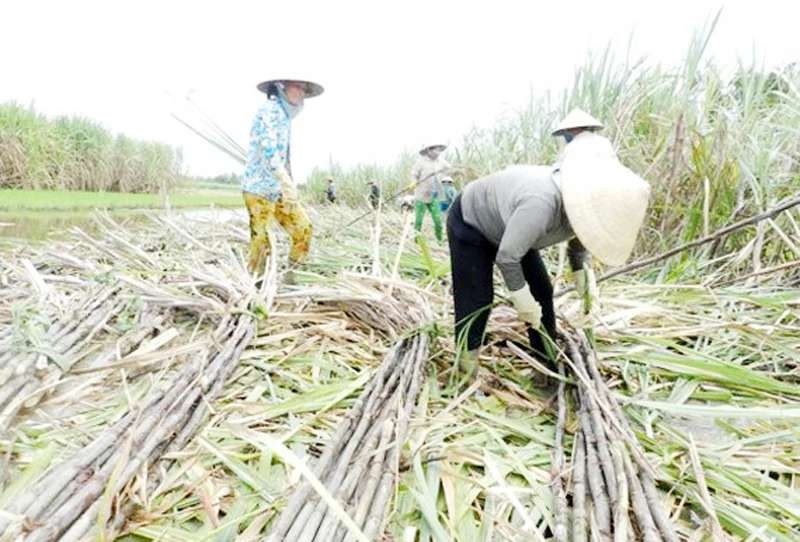 Đắng lòng cây mía